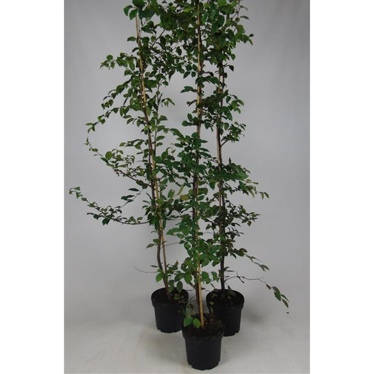 Avenbok – Carpinus betulus - C5 175-200 CM Stick